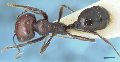Messor semirufus specimen FOCOL1264 image focol1264_1