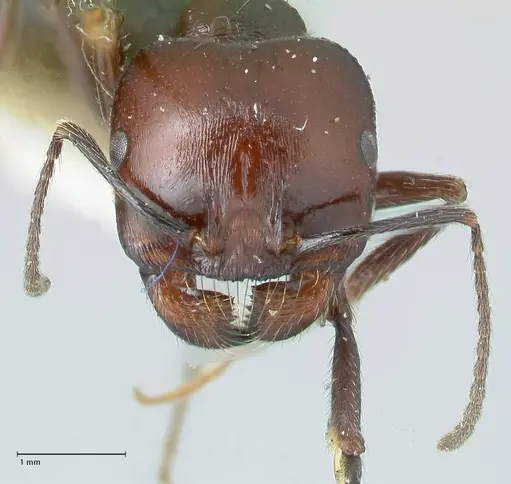 Messor semirufus specimen FOCOL1264 image focol1264_2