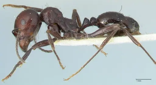 Messor semirufus specimen FOCOL1264 image focol1264_3