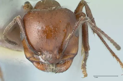 Messor semirufus specimen FOCOL1265 image focol1265_2