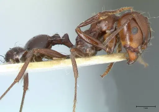 Messor semirufus specimen FOCOL1265 image focol1265_4