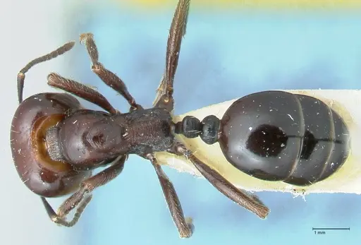 Messor semirufus specimen FOCOL1266 image focol1266_1