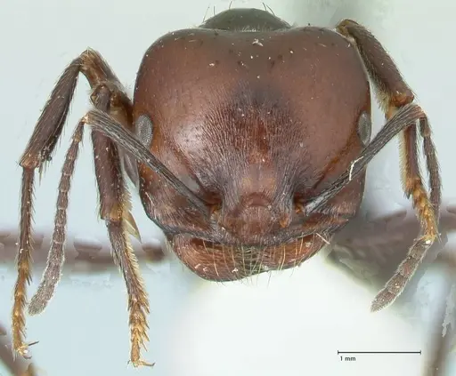 Messor semirufus specimen FOCOL1266 image focol1266_2