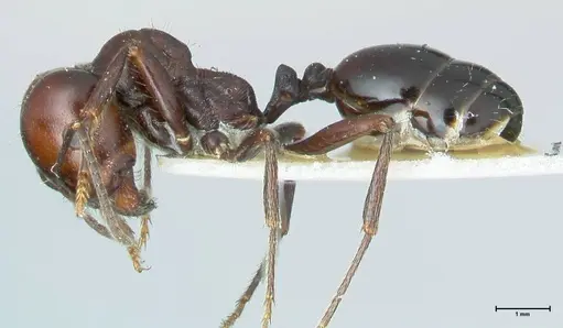 Messor semirufus specimen FOCOL1266 image focol1266_3