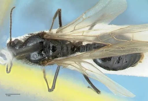 Messor semirufus specimen FOCOL1267 image focol1267_1
