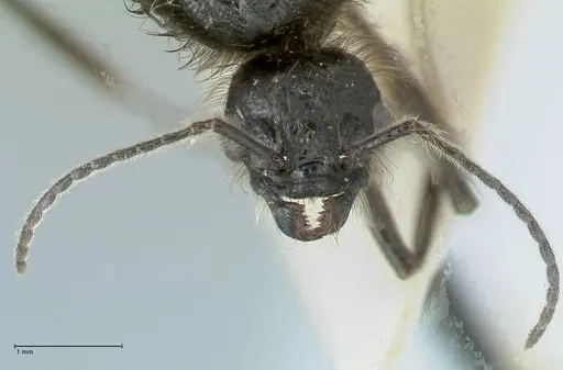 Messor semirufus specimen FOCOL1267 image focol1267_2