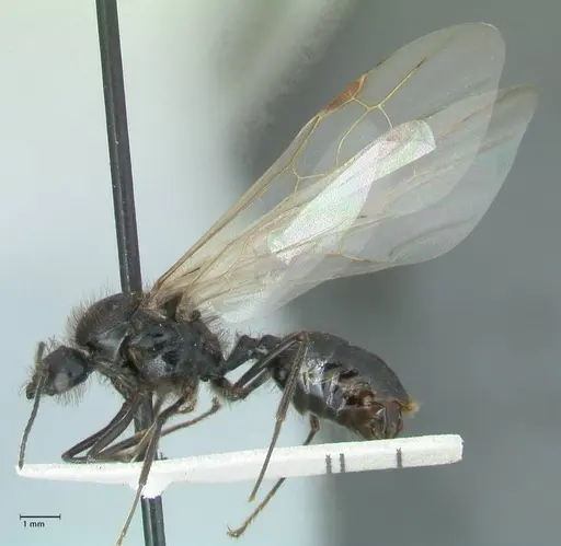 Messor semirufus specimen FOCOL1267 image focol1267_3