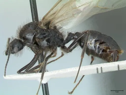 Messor semirufus specimen FOCOL1267 image focol1267_4