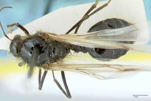 Messor semirufus specimen FOCOL1268 image focol1268_1