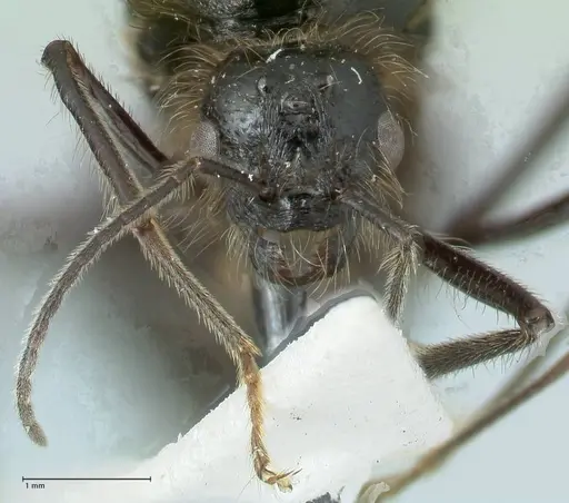 Messor semirufus specimen FOCOL1268 image focol1268_2