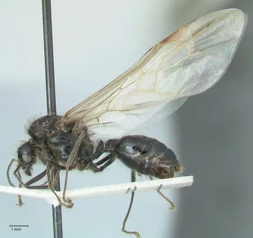 Messor semirufus specimen FOCOL1268 image focol1268_3