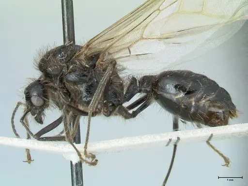 Messor semirufus specimen FOCOL1268 image focol1268_4