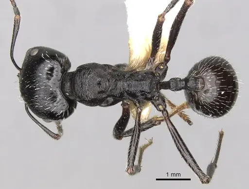 Messor semoni specimen CASENT0281590 image casent0281590_1