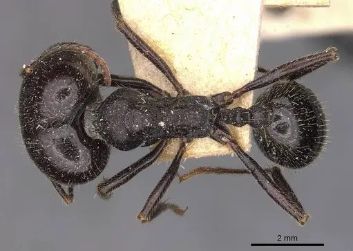 Messor semoni specimen CASENT0907739 image casent0907739_1