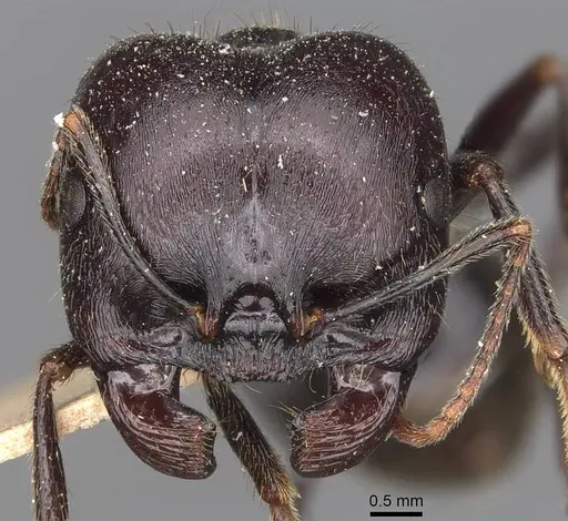 Messor semoni specimen CASENT0907739 image casent0907739_2