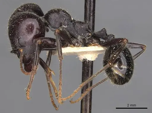 Messor semoni specimen CASENT0907739 image casent0907739_3