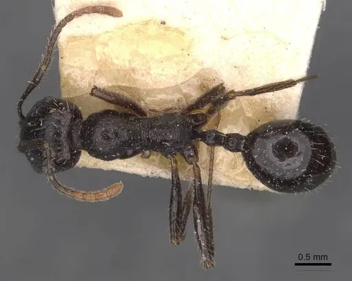Messor semoni specimen CASENT0907740 image casent0907740_1