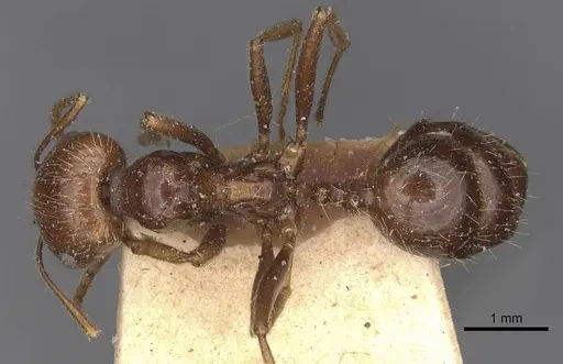 Messor sordidus specimen CASENT0907738 image casent0907738_1