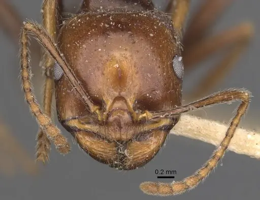 Messor sordidus specimen CASENT0907738 image casent0907738_2