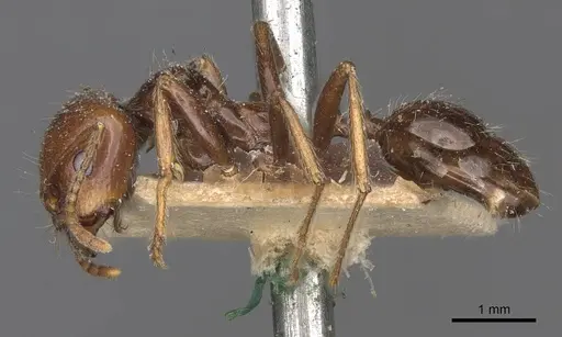 Messor sordidus specimen CASENT0907738 image casent0907738_3