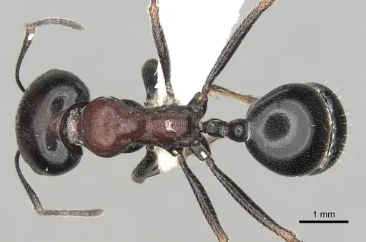 Messor striatellus specimen CASENT0281602 image casent0281602_1
