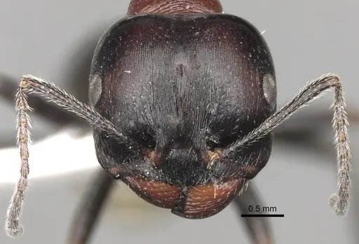 Messor striatellus specimen CASENT0281602 image casent0281602_2