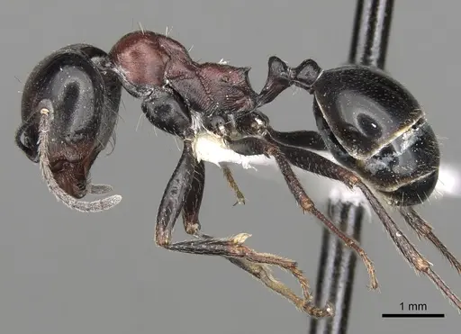 Messor striatellus specimen CASENT0281602 image casent0281602_3