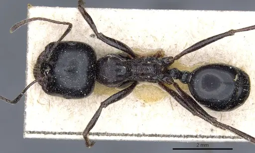 Messor striatellus specimen CASENT0904121 image casent0904121_1