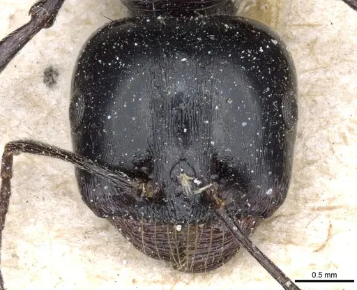 Messor striatellus specimen CASENT0904121 image casent0904121_2