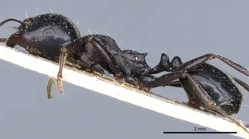 Messor striatellus specimen CASENT0904121 image casent0904121_3