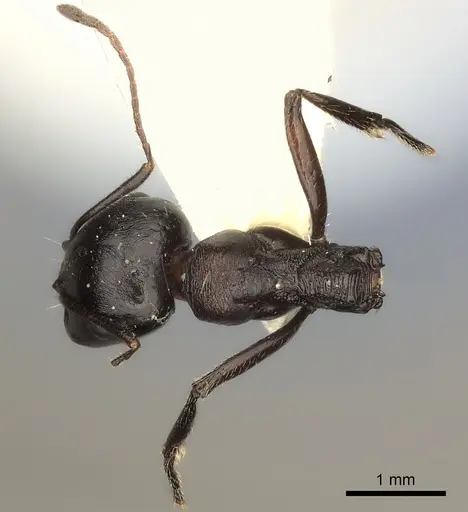 Messor striaticeps specimen CASENT0217880 image casent0217880_1