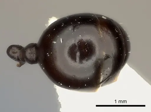 Messor striaticeps specimen CASENT0217880 image casent0217880_2