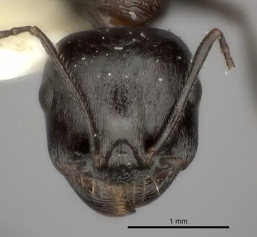 Messor striaticeps specimen CASENT0217880 image casent0217880_3