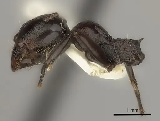Messor striaticeps specimen CASENT0217880 image casent0217880_4