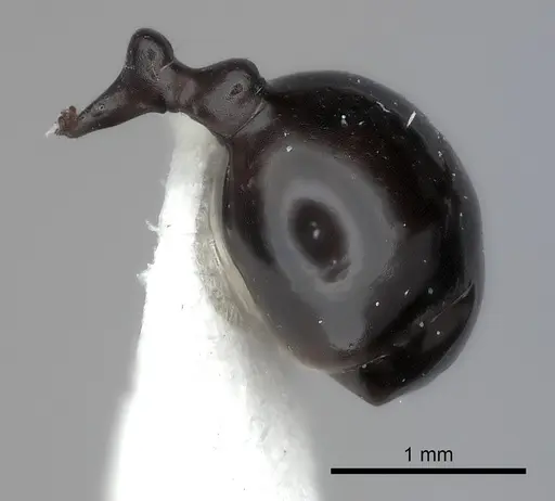 Messor striaticeps specimen CASENT0217880 image casent0217880_5