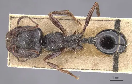 Messor striaticeps specimen CASENT0915455 image casent0915455_1