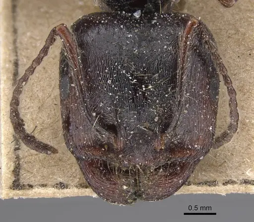 Messor striaticeps specimen CASENT0915455 image casent0915455_2