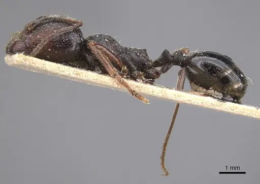 Messor striaticeps specimen CASENT0915455 image casent0915455_3