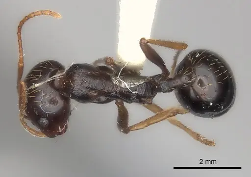Messor striatifrons specimen CASENT0217881 image casent0217881_1