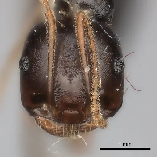 Messor striatifrons specimen CASENT0217881 image casent0217881_2