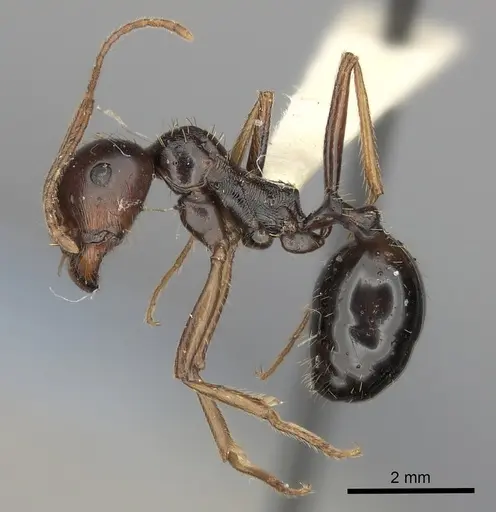 Messor striatifrons specimen CASENT0217881 image casent0217881_3