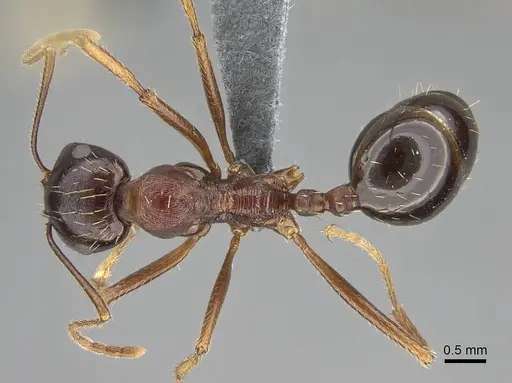 Messor striatifrons specimen CASENT0785963 image casent0785963_1