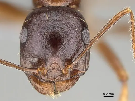 Messor striatifrons specimen CASENT0785963 image casent0785963_2