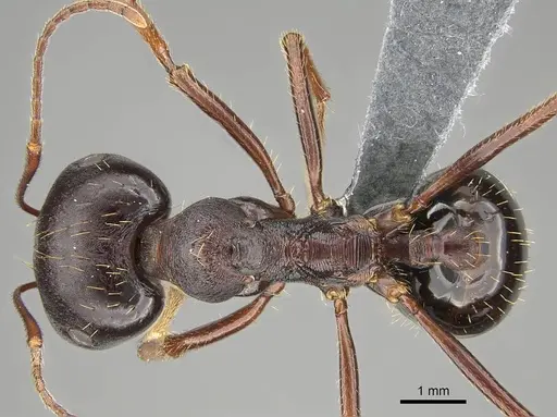 Messor striatifrons specimen CASENT0785965 image casent0785965_1