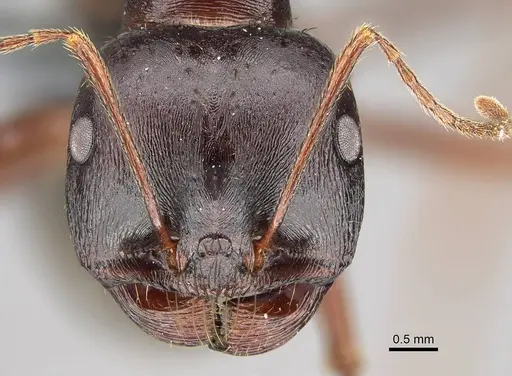 Messor striatifrons specimen CASENT0785965 image casent0785965_2