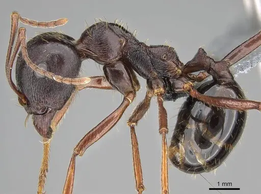 Messor striatifrons specimen CASENT0785965 image casent0785965_3