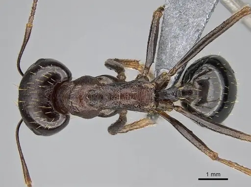 Messor striatifrons specimen CASENT0915991 image casent0915991_1