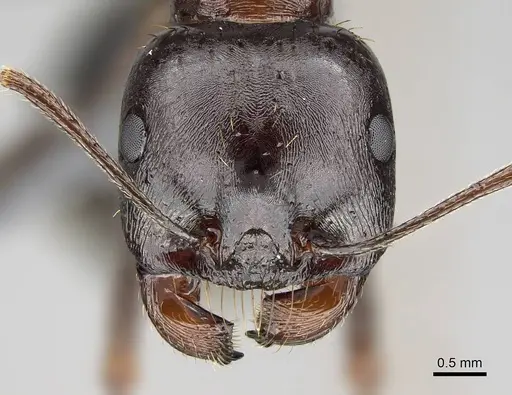 Messor striatifrons specimen CASENT0915991 image casent0915991_2
