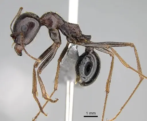 Messor striatifrons specimen CASENT0915991 image casent0915991_3