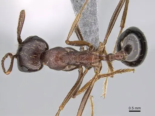 Messor striatifrons specimen CASENT0915992 image casent0915992_1
